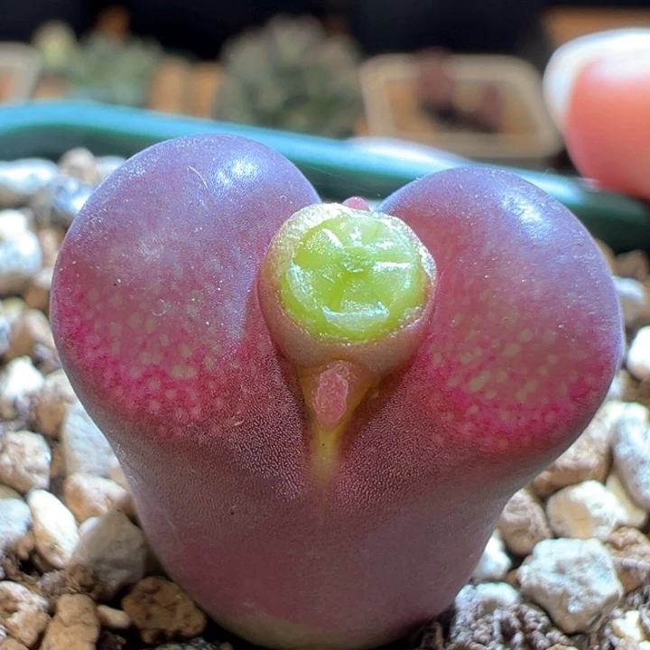 893。五年母本矮墩墩风铃母本。 超红窗色