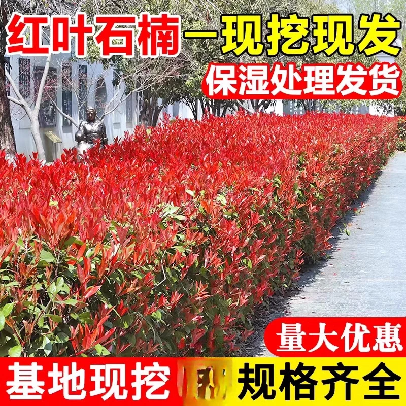 红叶石楠树苗四季常青庭院绿植植物冬青黄杨树苗花园绿化篱笆绿篱