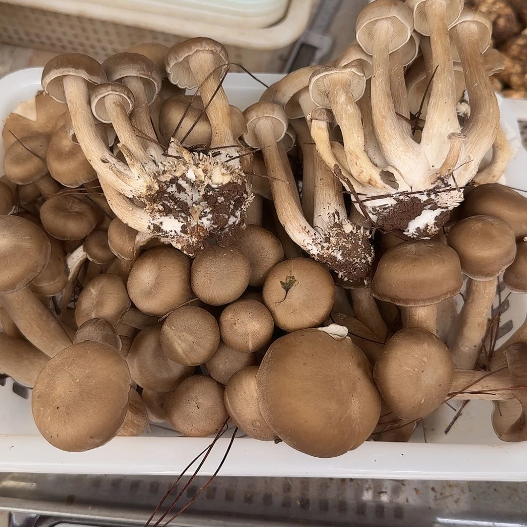 生***糖青头菌中国大陆菌子
