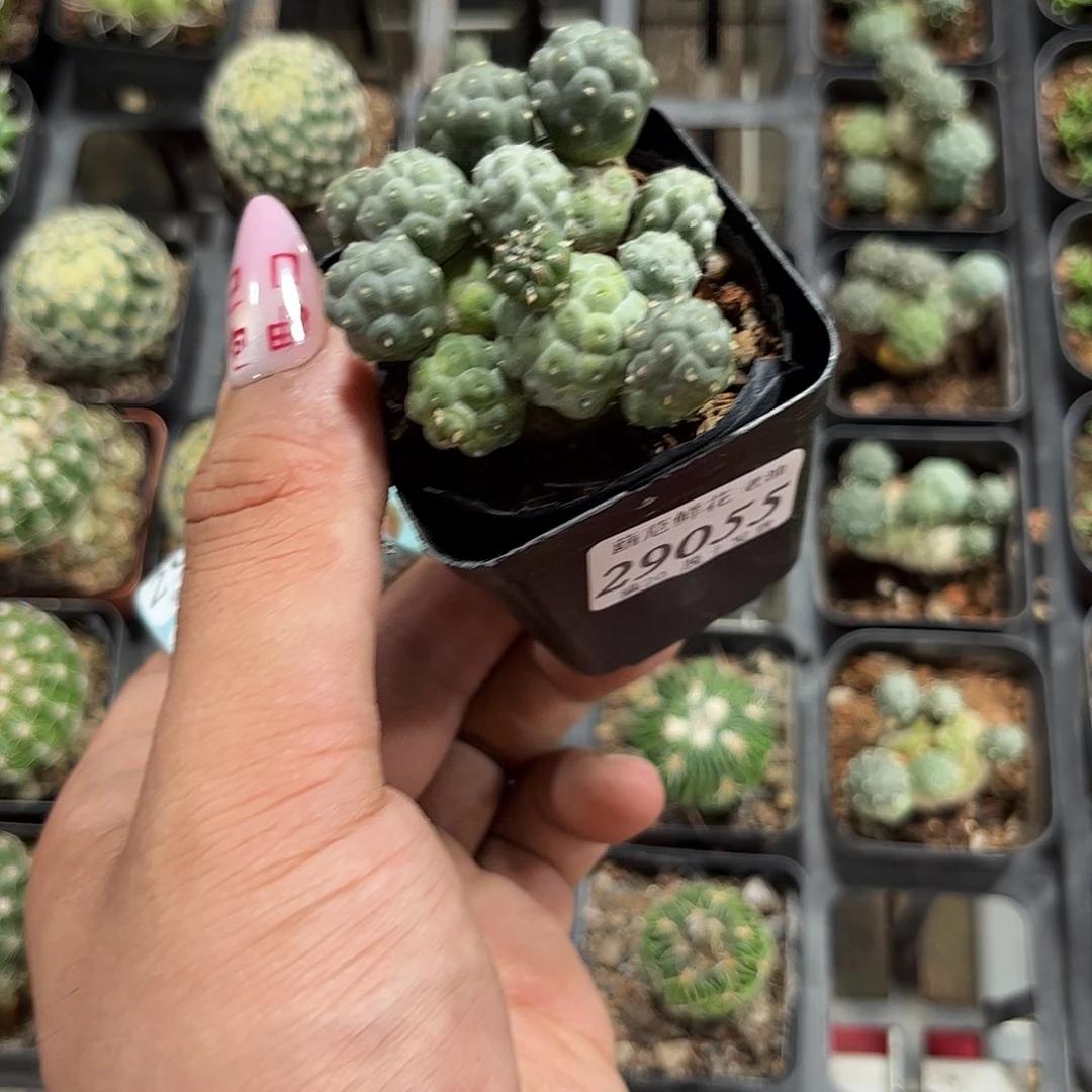 灰***辉29055一物一拍单头发货