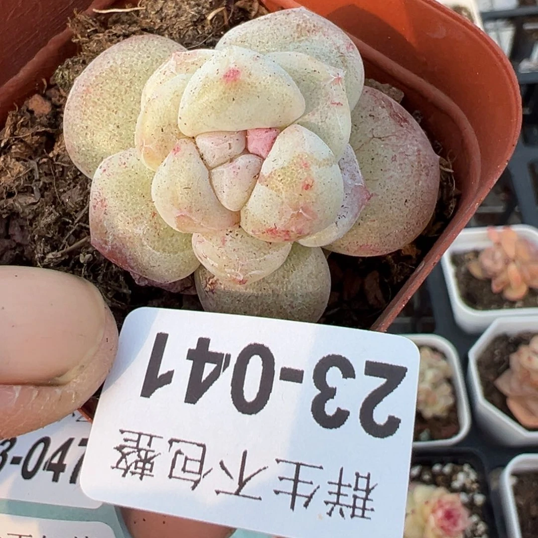 小卡拉米糖心一物一拍23-41 