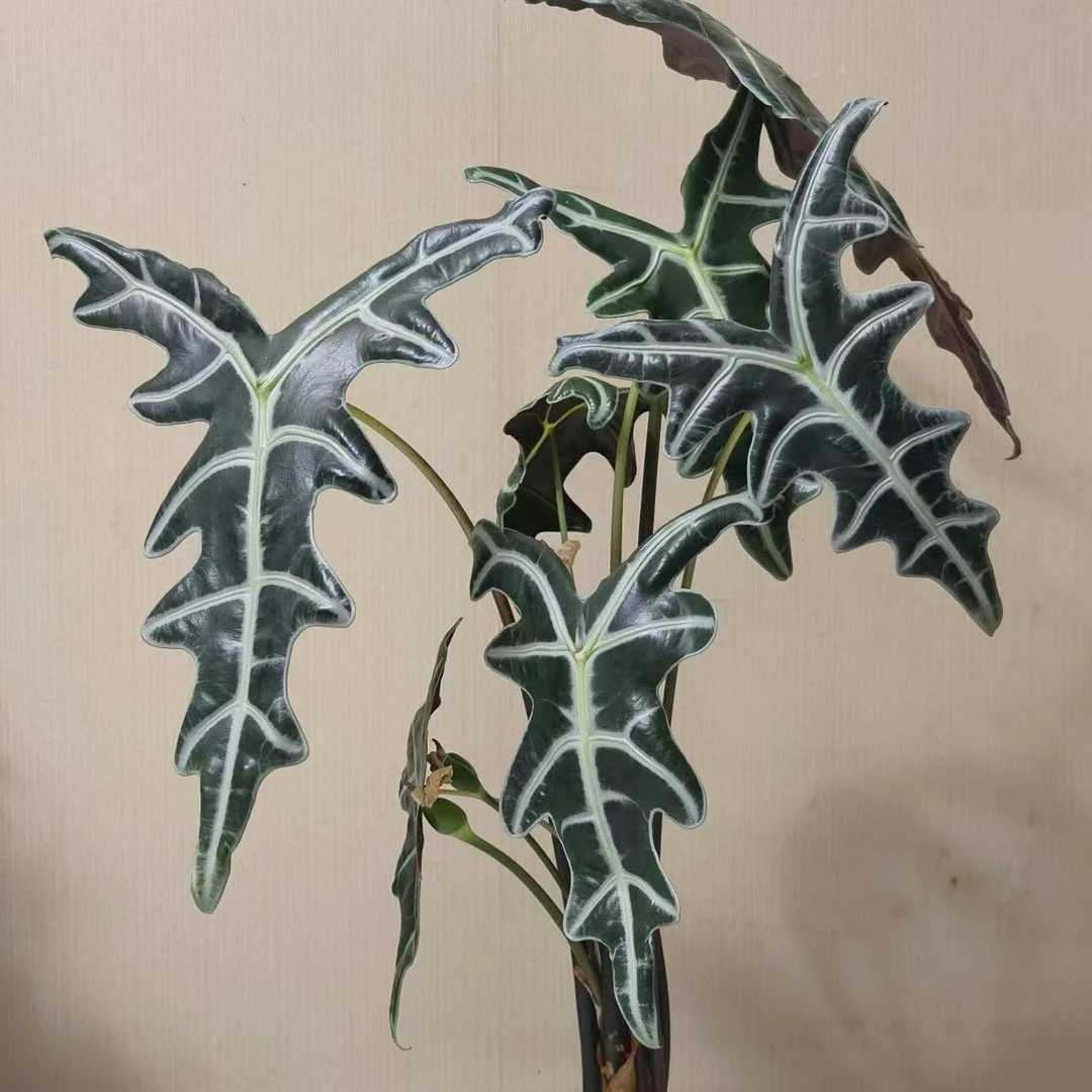 【诺比鱼骨海芋】原盆原土室内好养创意观叶绿植