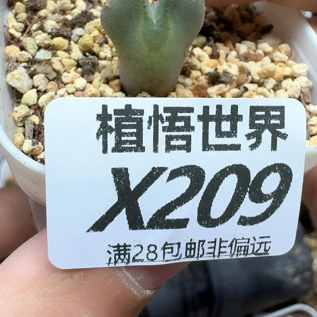 多肉植物的日子去d