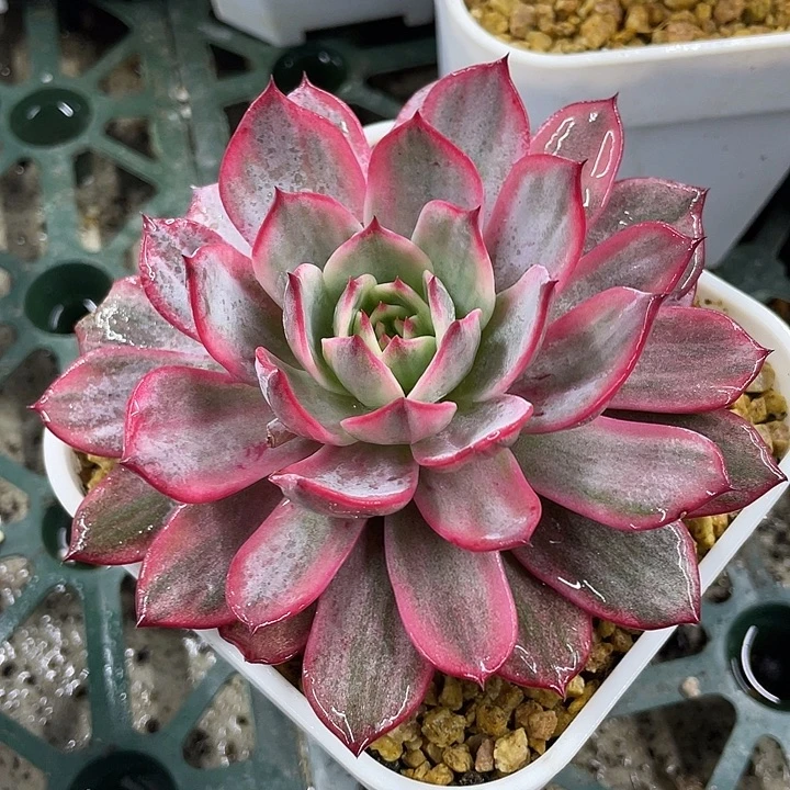 劳伦斯锦。锦龙一物一拍