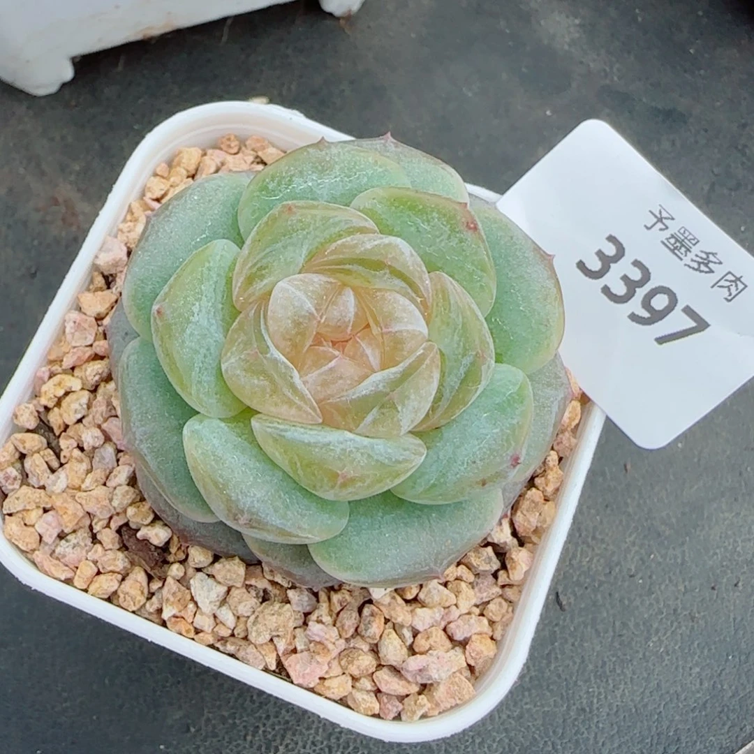 奶油黄桃，3397多肉植物