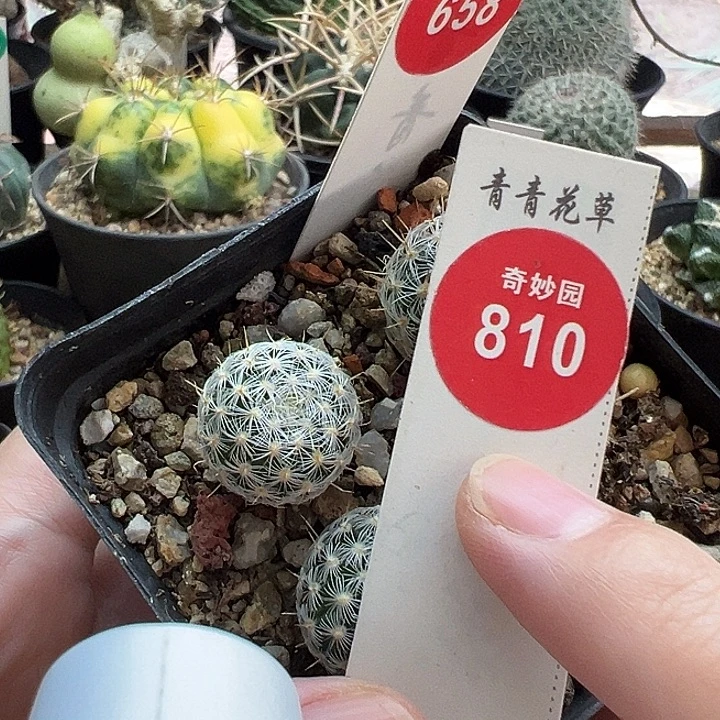 实生北境娇丽1.7cm