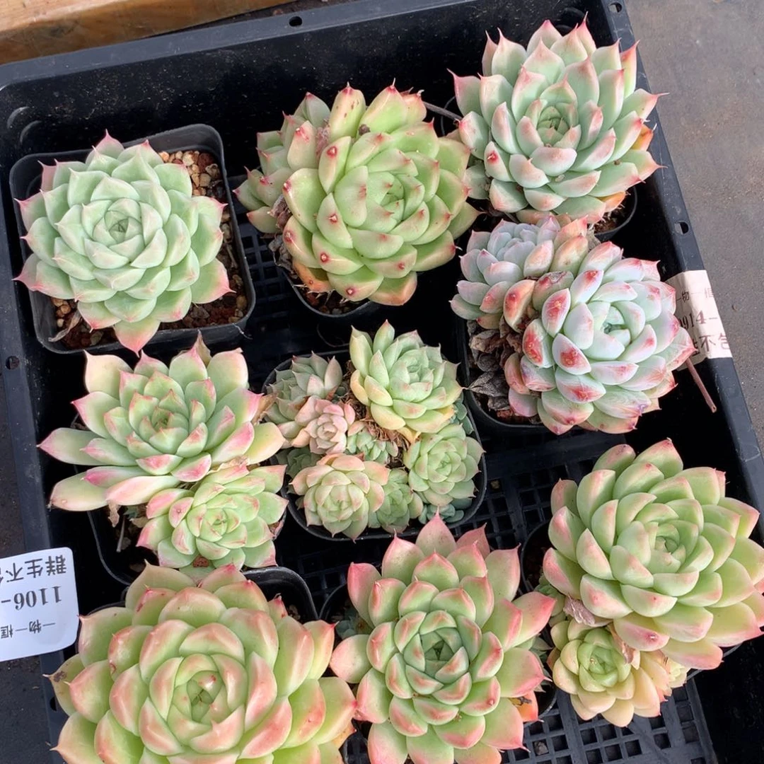 1106-19 套餐一组
