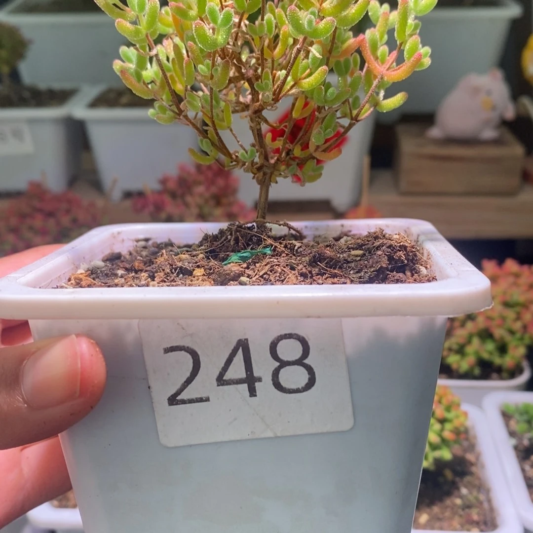 冰糖带盆土发货一物一拍