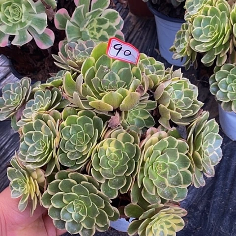 粉花妖老桩捧花90号