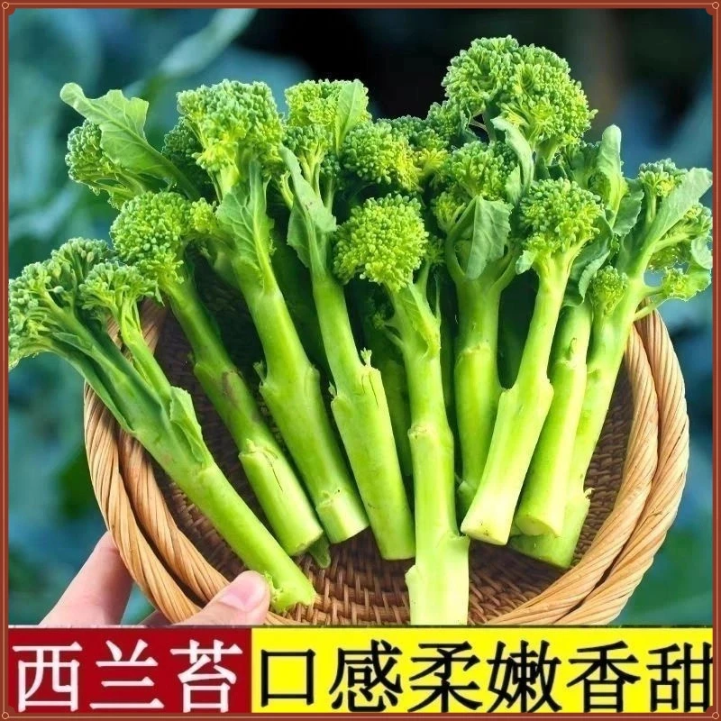 春季必种】【今年新种】美味西兰苔种子营养西兰花菜种子高产抽苔种