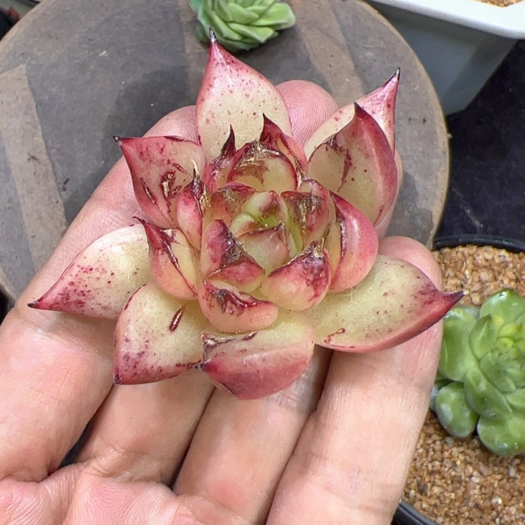 变异宝石心，多肉植物