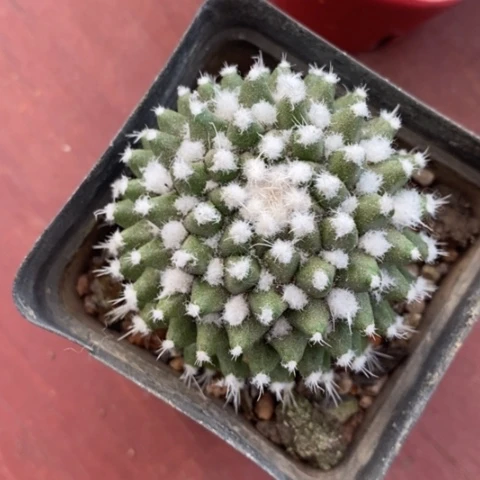 龙*哥实生雪糕5仙人球