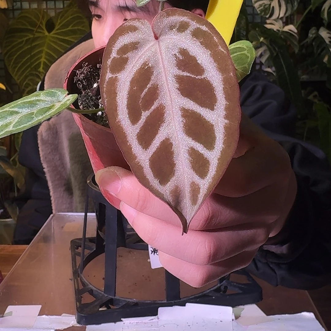 不开花植物G537粉柠檬杂skg银红