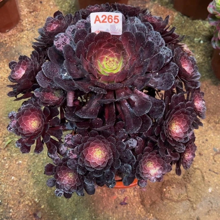 黑铜壶265多肉植物