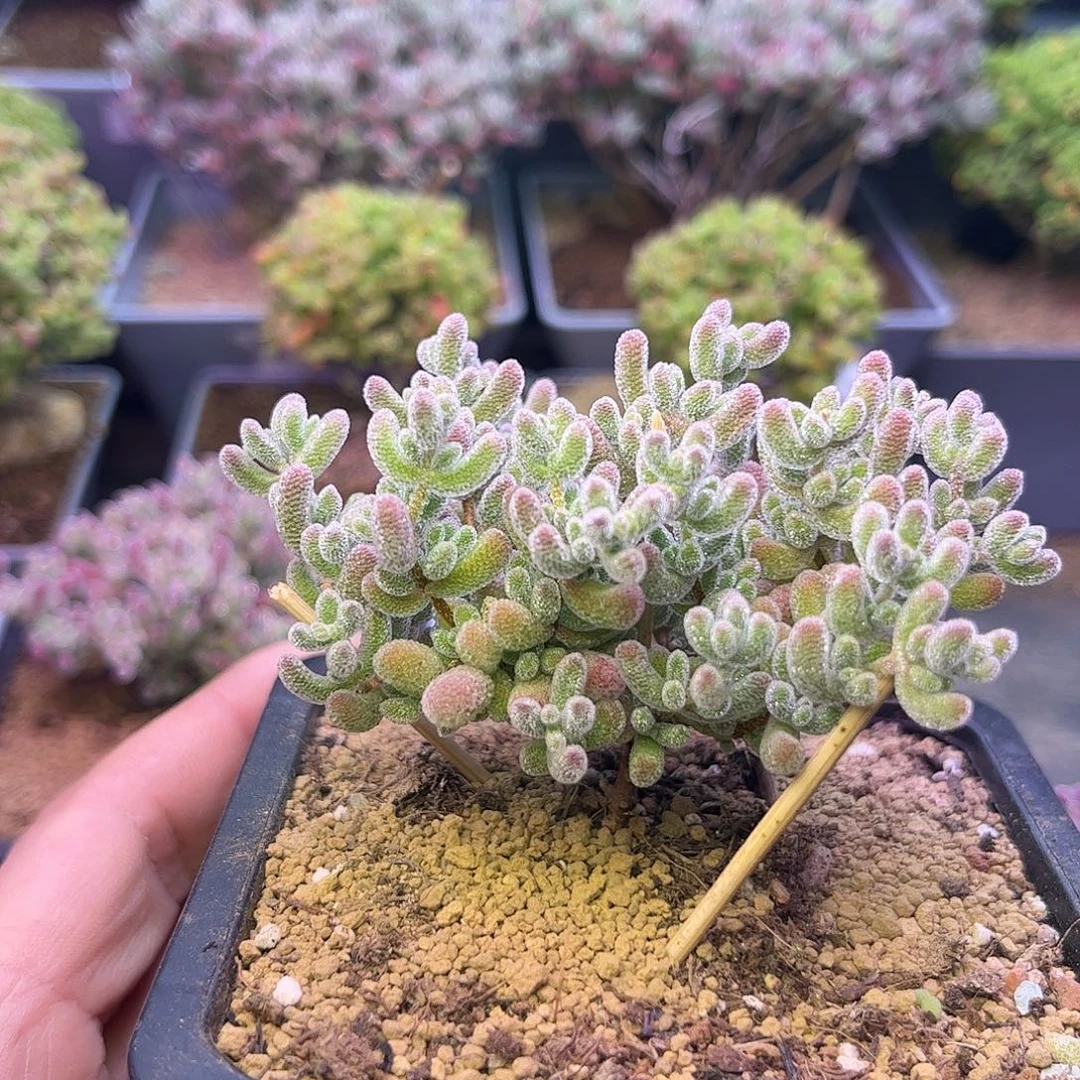 815优选冰晶枝干番杏