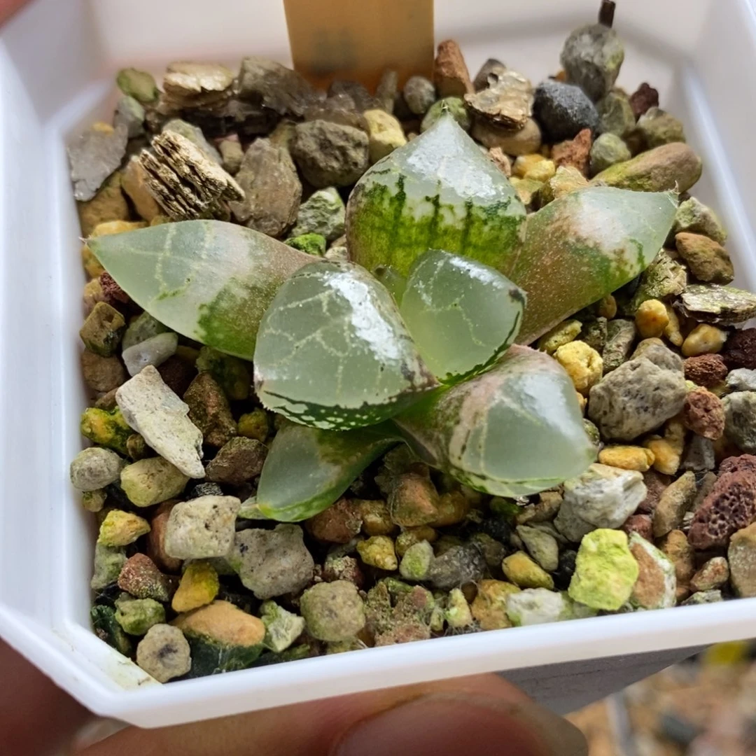 315冰皇寿一物一拍