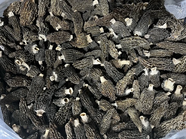 2025头茬厚肉现烤G10羊肚菌0113