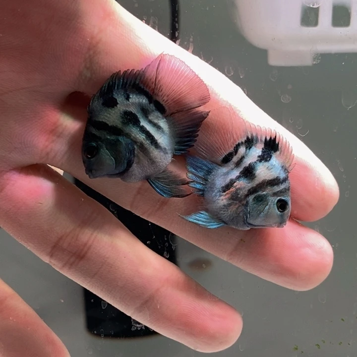 鹦鹉鱼超缩宝蓝迷你鹦鹉一对