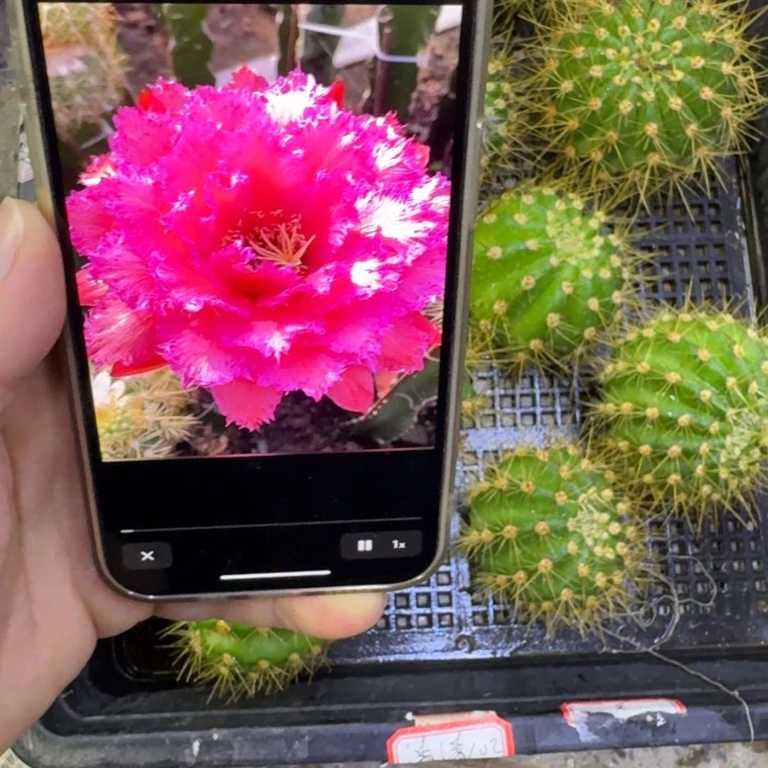 246毛清102歪无根侧牙5公分左右，20包邮