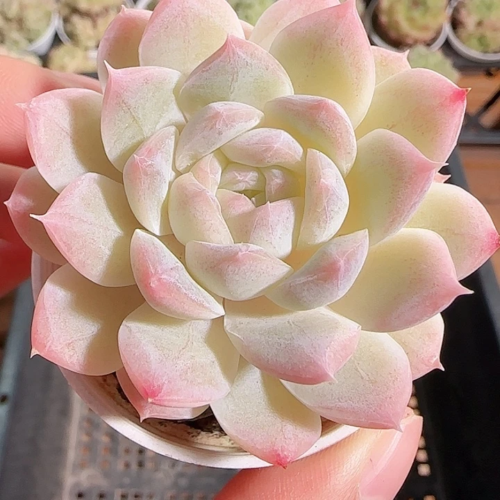 1116------52白桃汽水