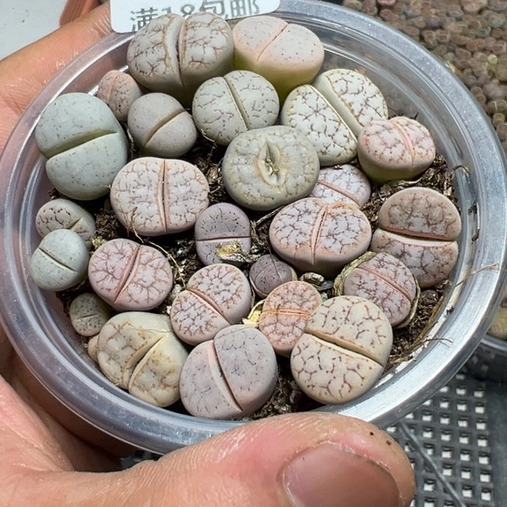 【闪购商品】 587。