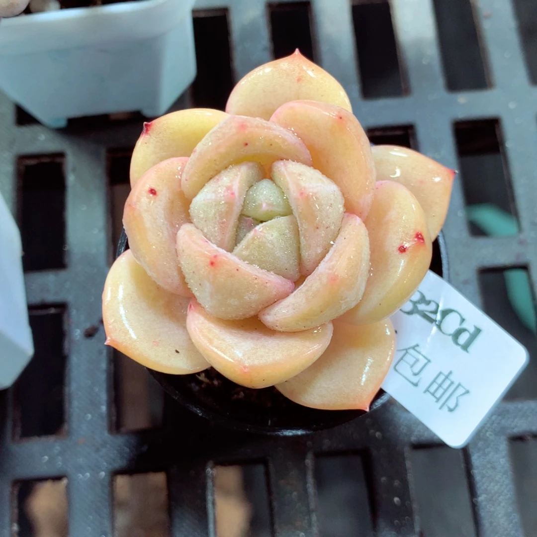 5厘米盆精控多肉4532