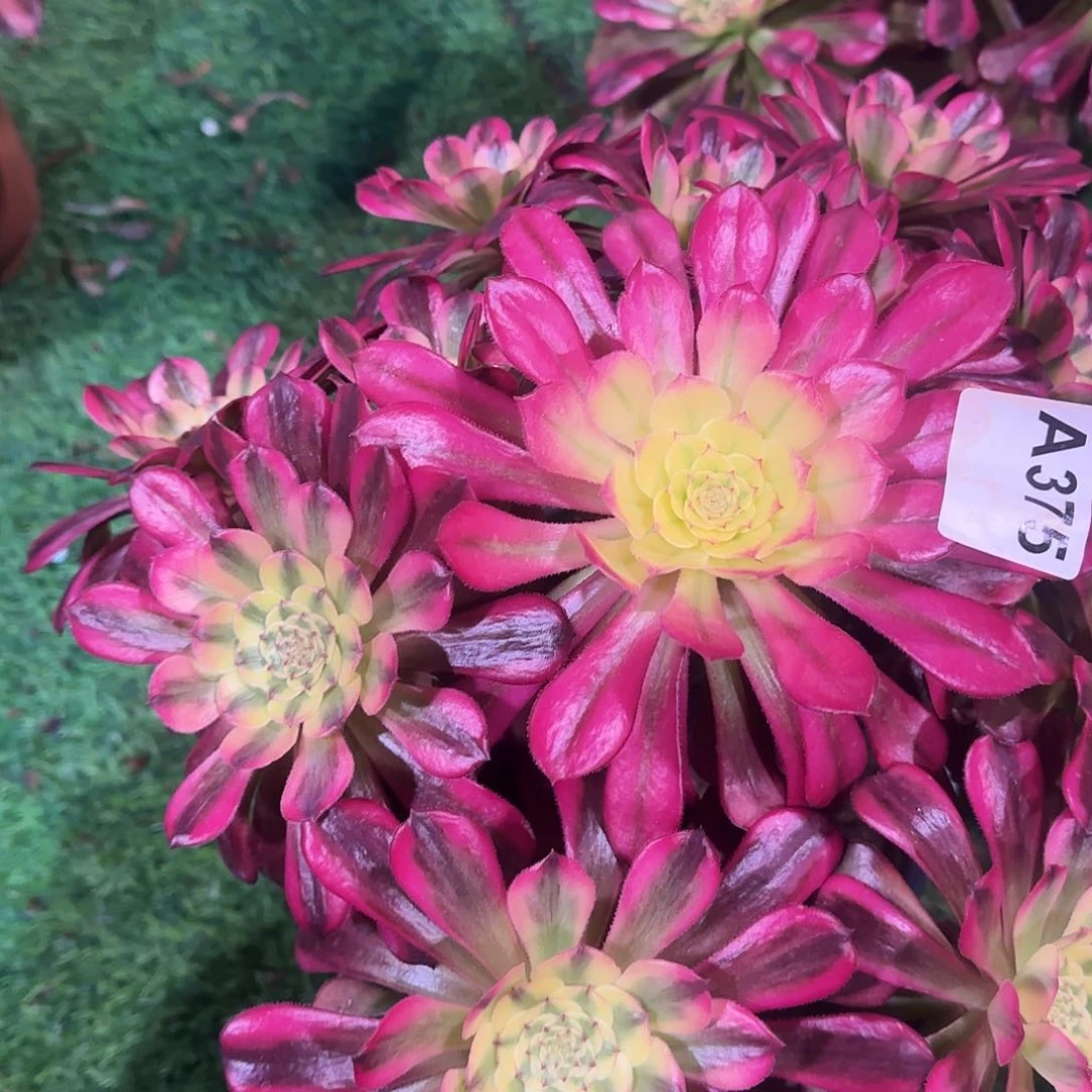 多肉植物维纳斯375