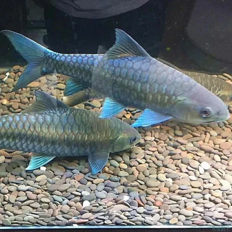 【省内】蓝吉罗鱼运费补差价