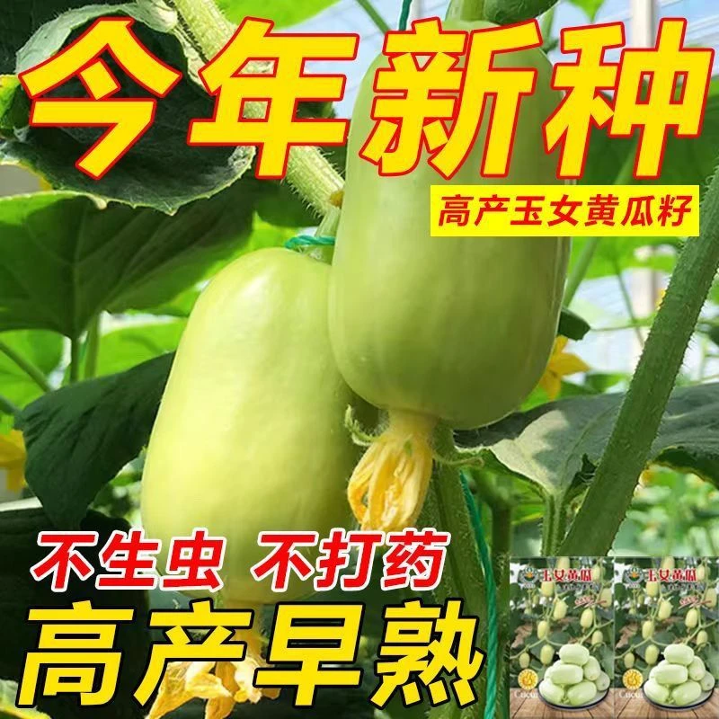 玉女黄瓜种子金童玉女无刺迷你水果小黄瓜种籽四季阳台盆栽蔬菜种