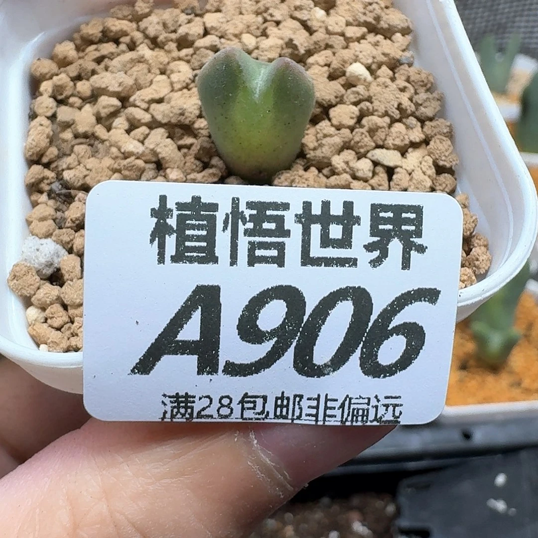 多肉植物的人生fgh