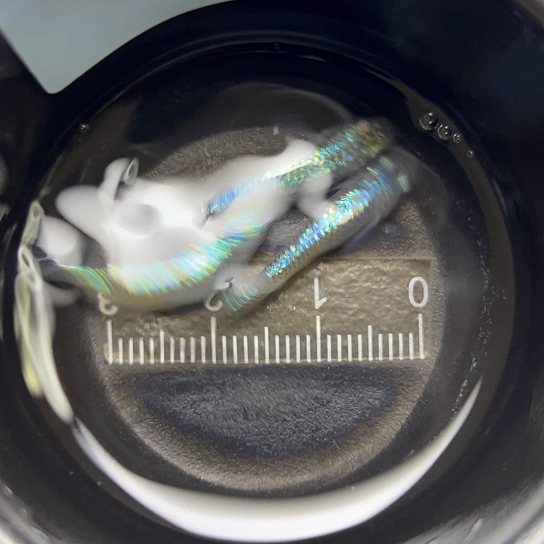 青鳉鱼11。