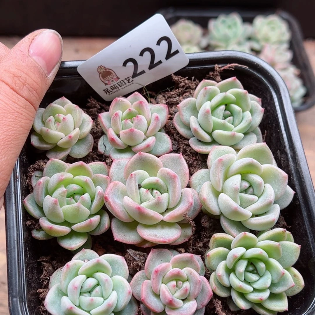 多肉植物多肉植物
