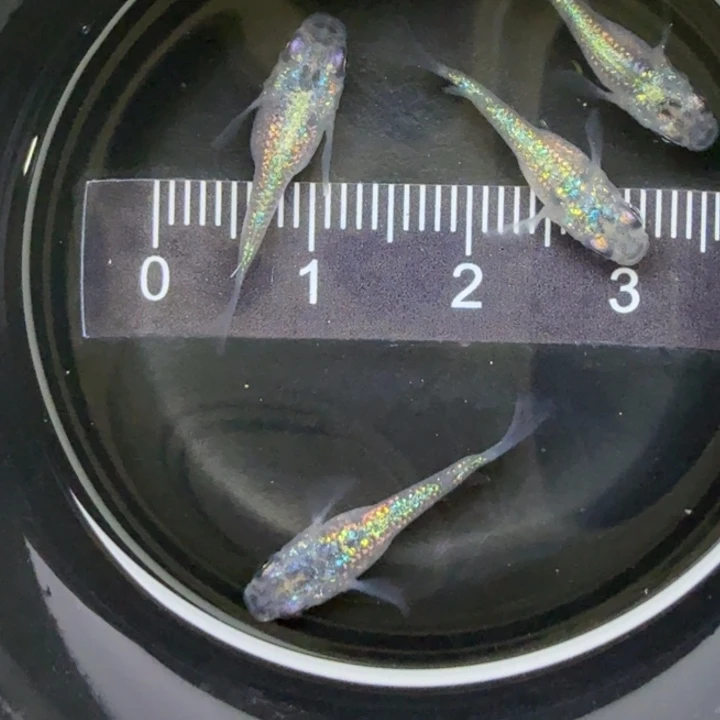 青鳉鱼蓝宝石球球18号