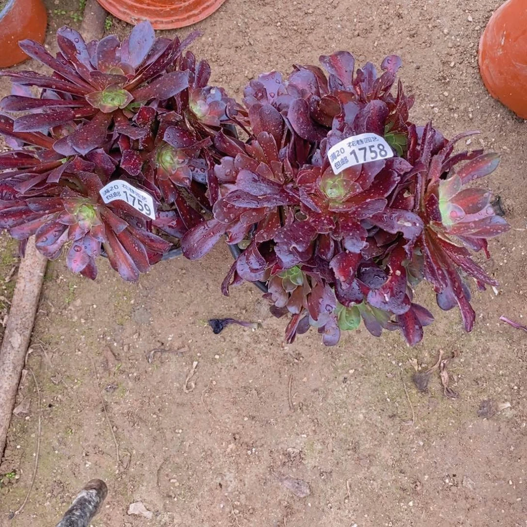 1759-1758 号一物一拍多肉植物