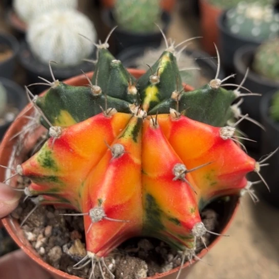 当前无花栽培后可以开花实生菲牡丹