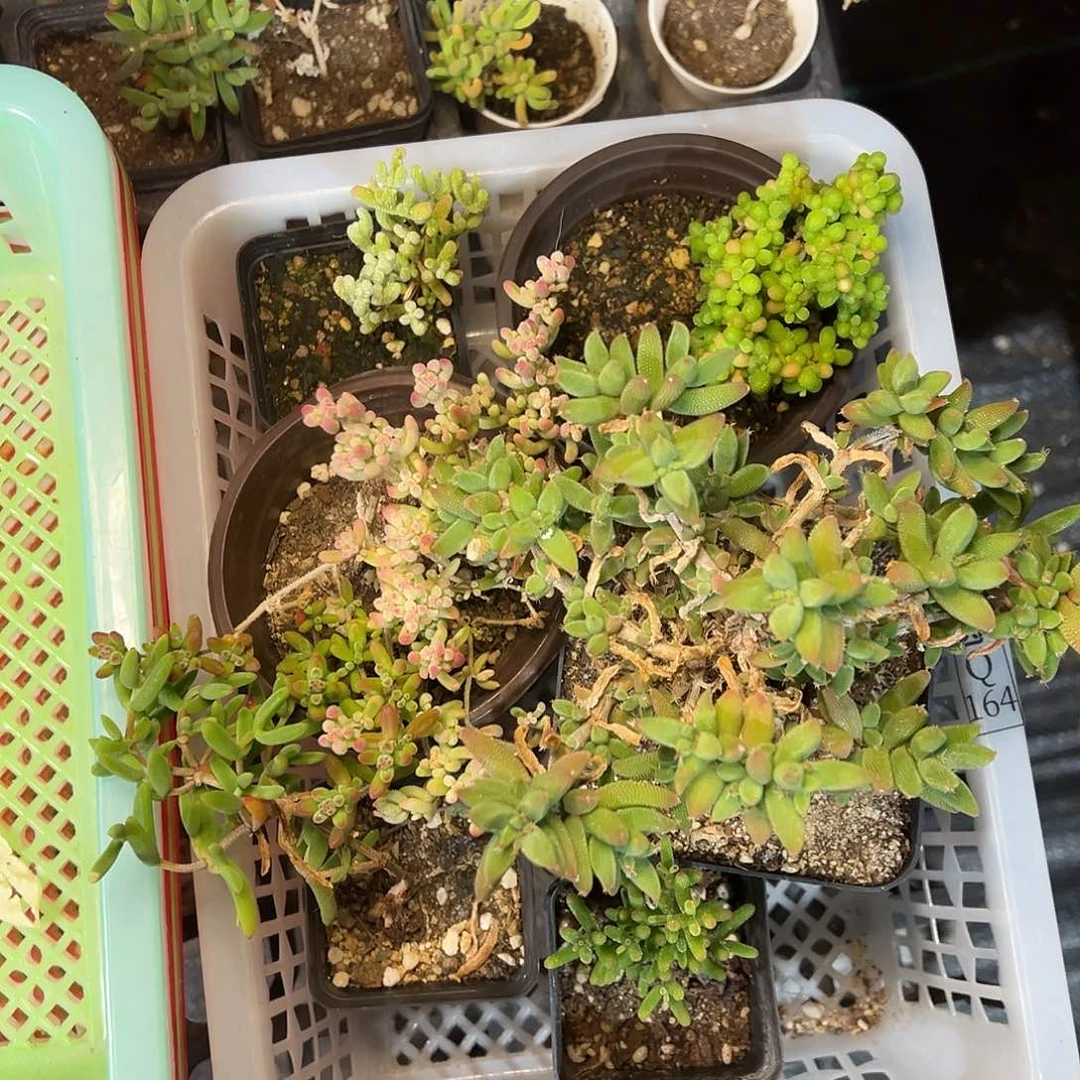 164老桩套餐精品