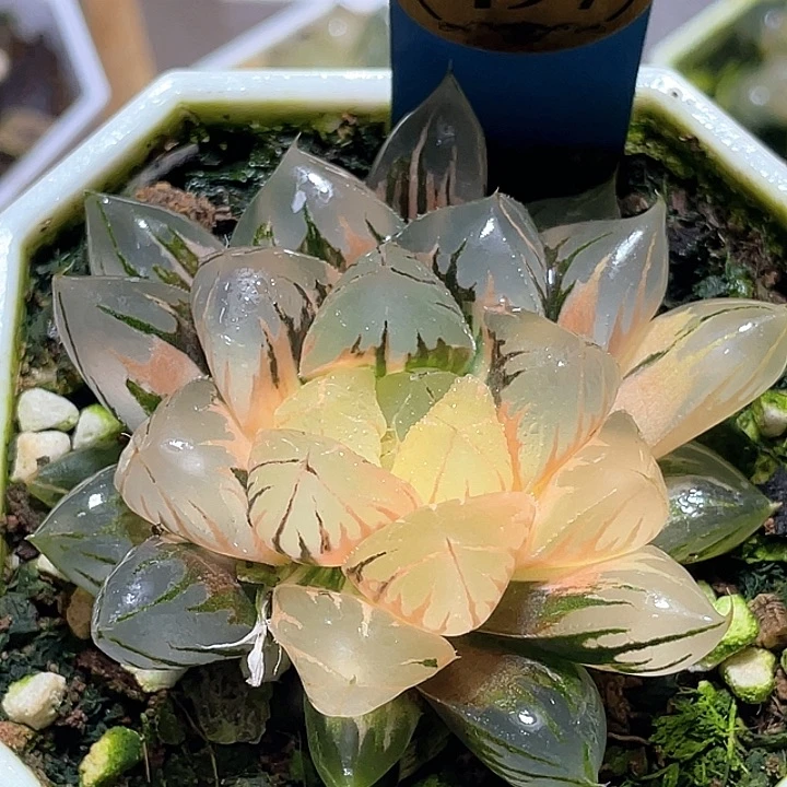 497水晶玉露錦亞城