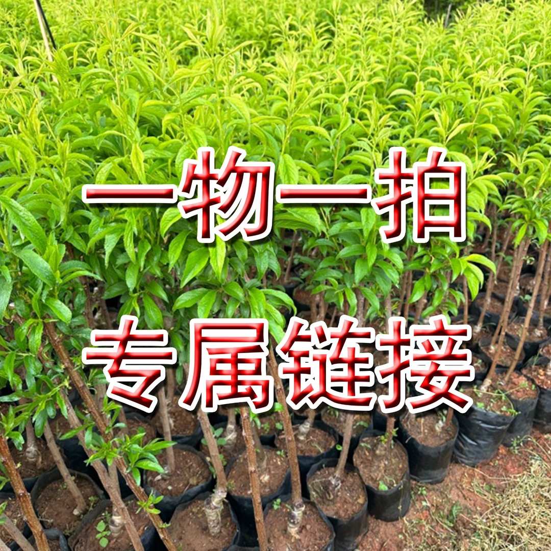 夕飞一物一拍专属链接（容器苗可盆栽地栽庭院种植）