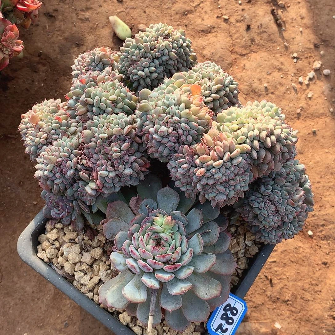 882白胖子缀一物一拍多肉