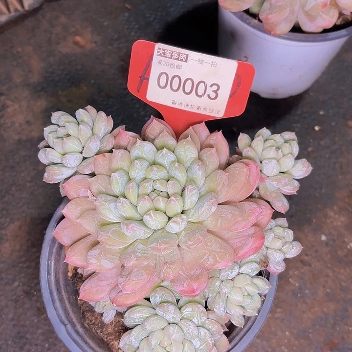 沧**粟百达翡丽一物一拍00003