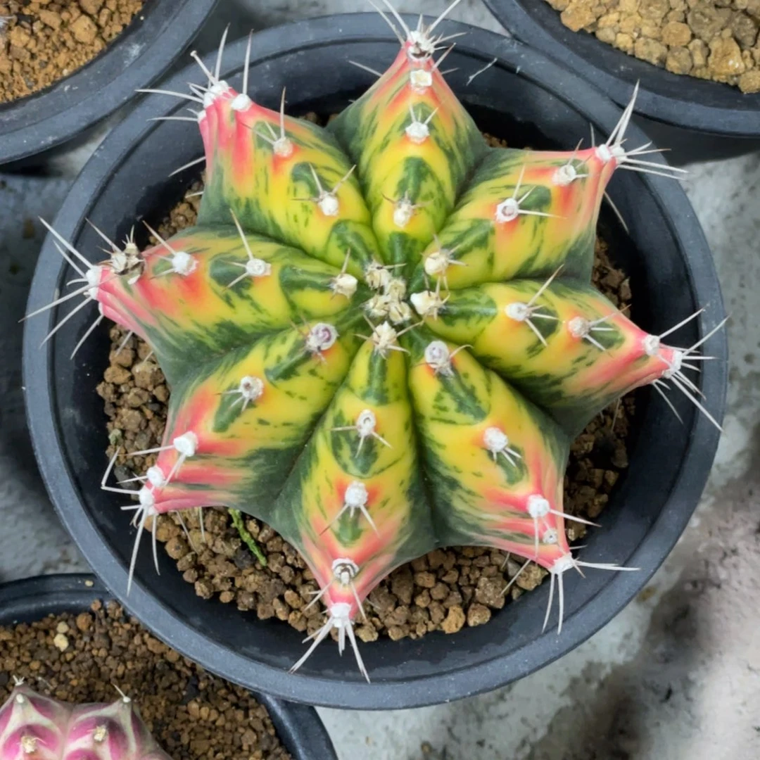 当前无花朵，栽培后可花朵大型黄老虎