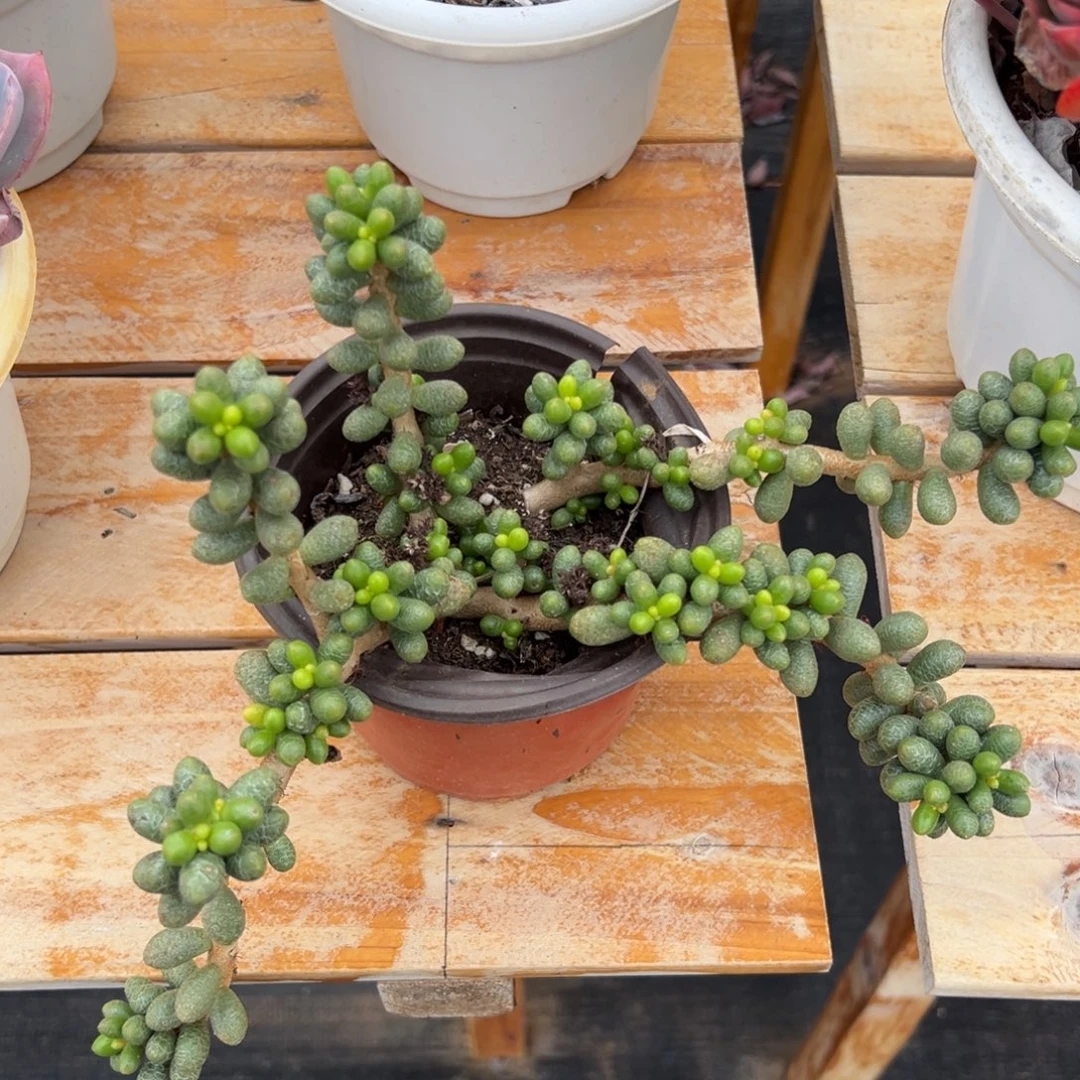 多肉绿龟卵【非偏远地区满18包邮】