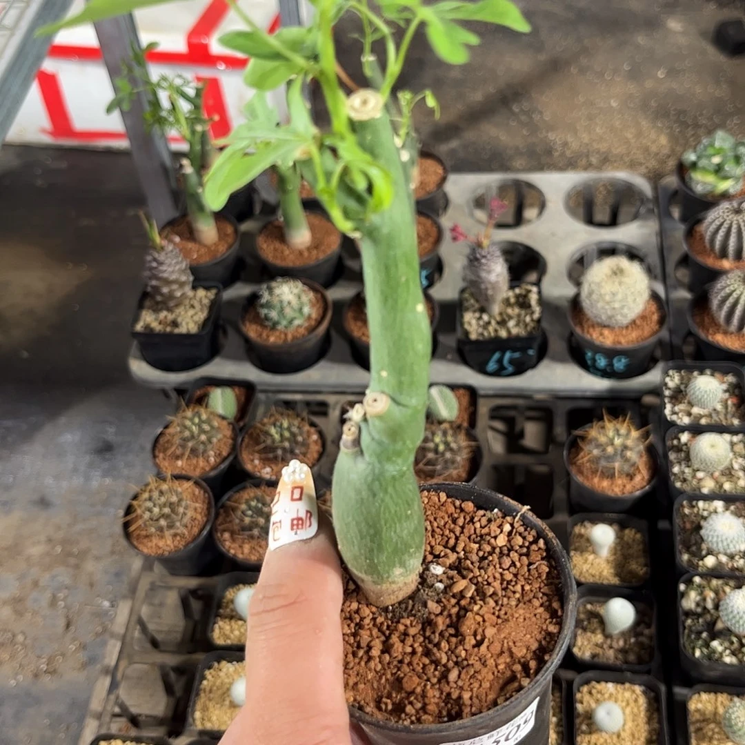 凌*11509一物一拍单头发货