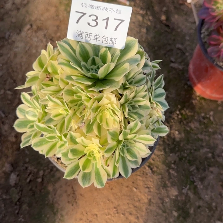 7317迈巴赫多肉植物