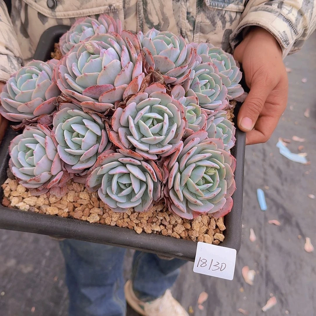 蜻**水18130台格多肉植物