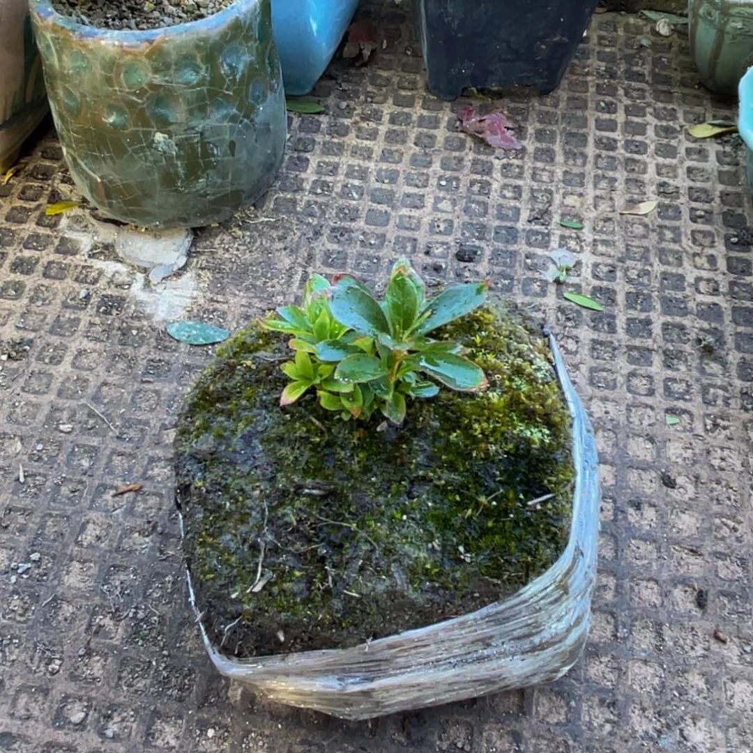 阳***际当前无花朵，栽培后可花朵