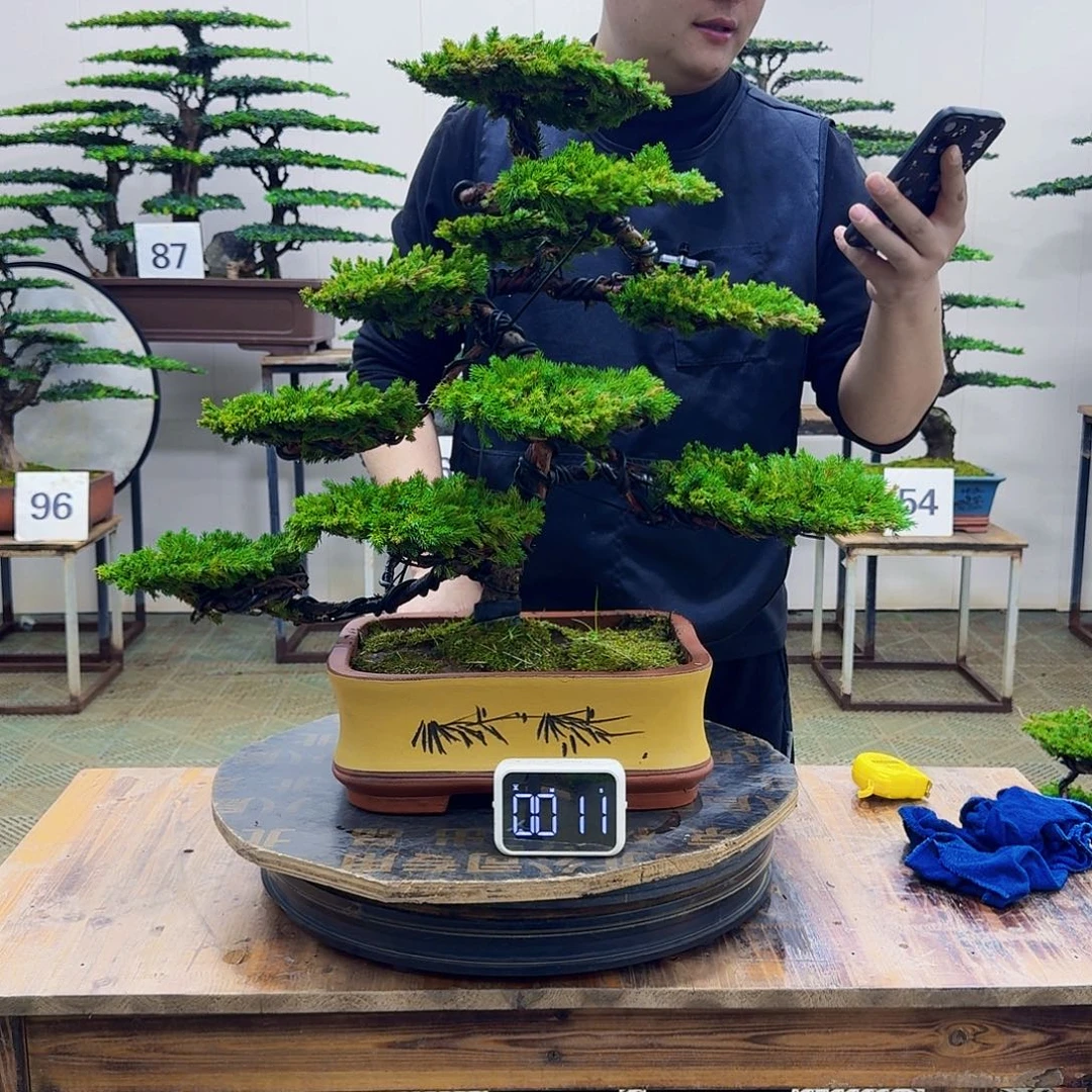 无花朵柏树造型盆景