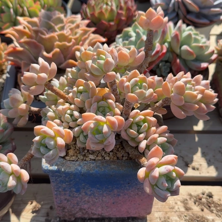 露凝香老桩多肉五十包邮