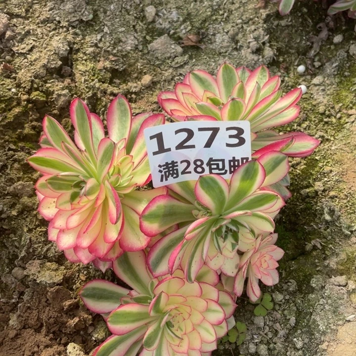 1273二号棚倾城母本F多肉