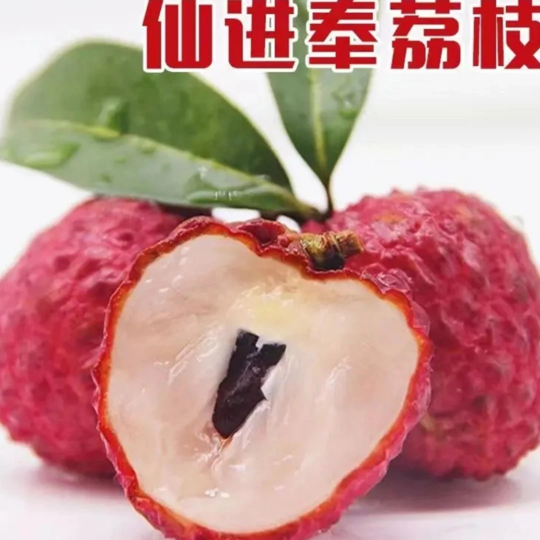 果农侠仙进奉荔枝苗嫁接苗！高端荔枝品种荔枝树核小肉厚电影果树